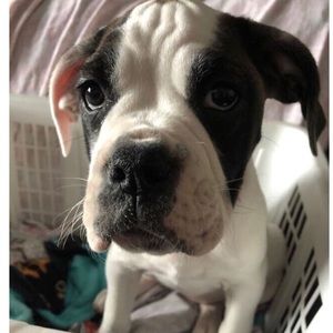 Meet your Posher, Tatum